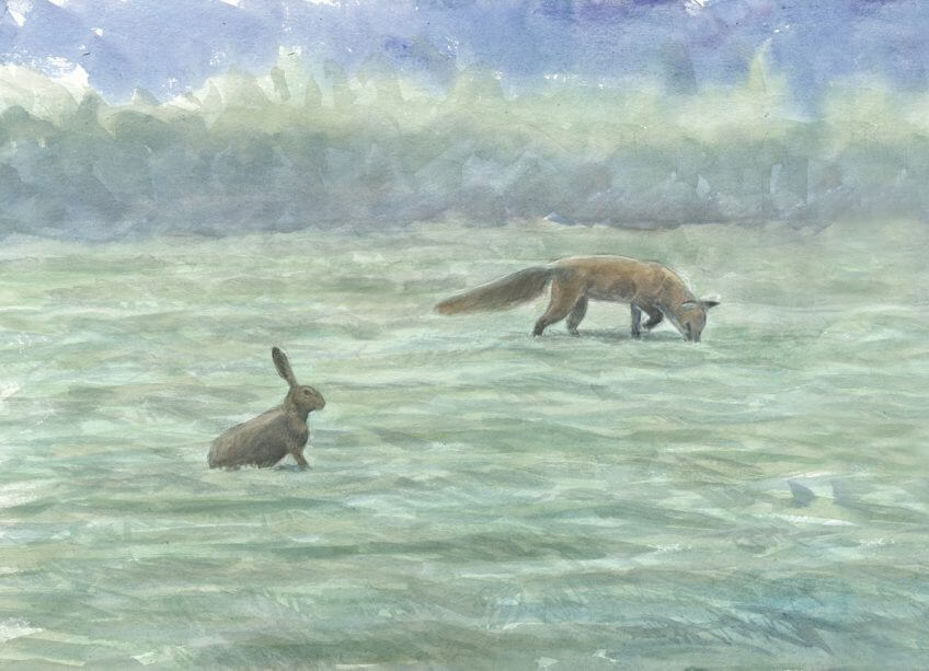 Quand le renard sort dans le pré fauché