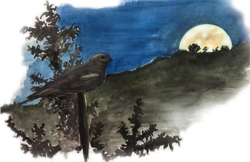 Engoulevent gardien de la lune
