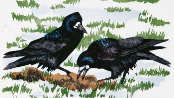 Deux corbeaux freux en gravure sur bois