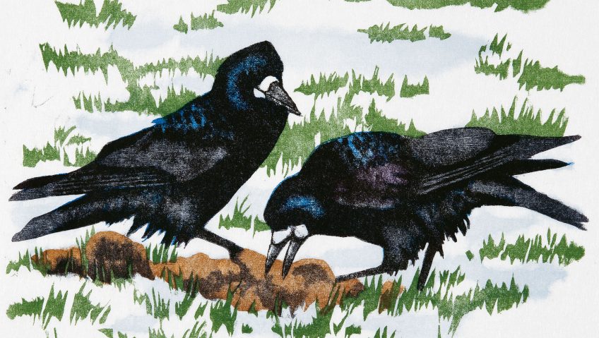 Naissance d'une image de corbeaux freux