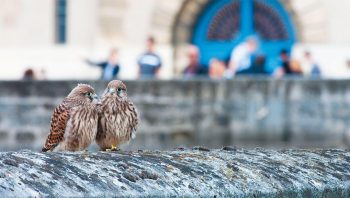 Deux jeunes faucons crécerelles au château de Vincennes. Deux jeunes faucons crécerelles au château de Vincennes.