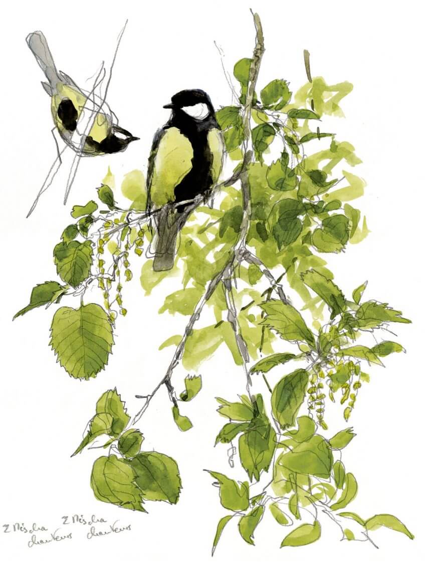 «Deux mésanges charbonnières chanteurs.» La mésange charbonnière en contrées exotiques