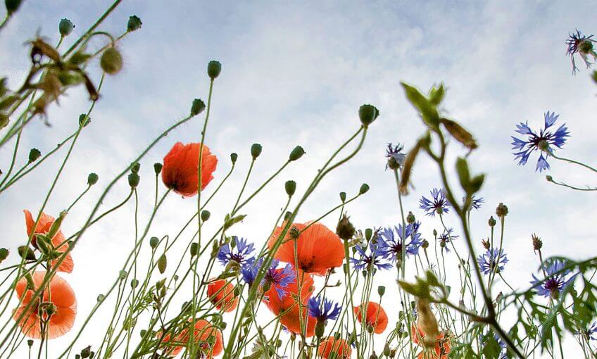Quel bonheur d'être couché dans une friche en compagnie des coquelicots, bleuets et autres herbes folles ! Portraits de friches