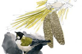 Durant leur migration, les mésanges charbonnières franchissent les cols alpins et se ravitaillent en route, ici sur un épicéa. / © Denis Clavreul