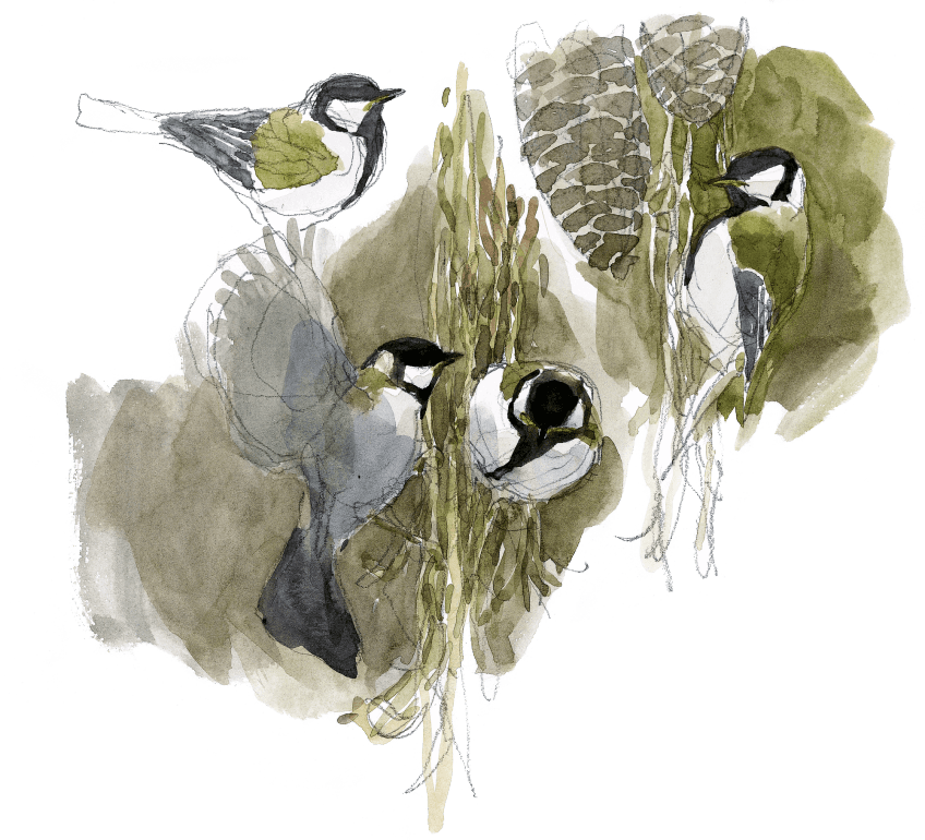 Durant leur migration, les mésanges charbonnières franchissent les cols alpins et se ravitaillent en route, ici sur un épicéa. La migration exceptionnelle des mésanges