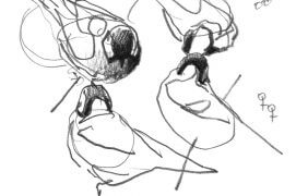 « Au-delà de la grâce des postures lors de l’échange de proie, j’ai remarqué avec quelle discrétion le mâle s’approche du nichoir au travers des buissons situés autour du nid. » / © Denis Clavreul