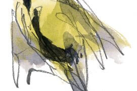 « Au détour d’un bosquet, deux mâles viennent voleter non loin de moi. Ils se tiennent droit pour exhiber leur cravate. Probablement deux individus en limite de territoire, en pleine parade d’intimidation. » / © Denis Clavreul