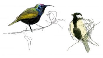 « En Israël, j’ai observé la charbonnière en compagnie du souimanga de Palestine, qui ressemble à s’y méprendre à un colibri, et du bulbul d’Arabie, oiseau commun des plaines du Moyen-Orient. »