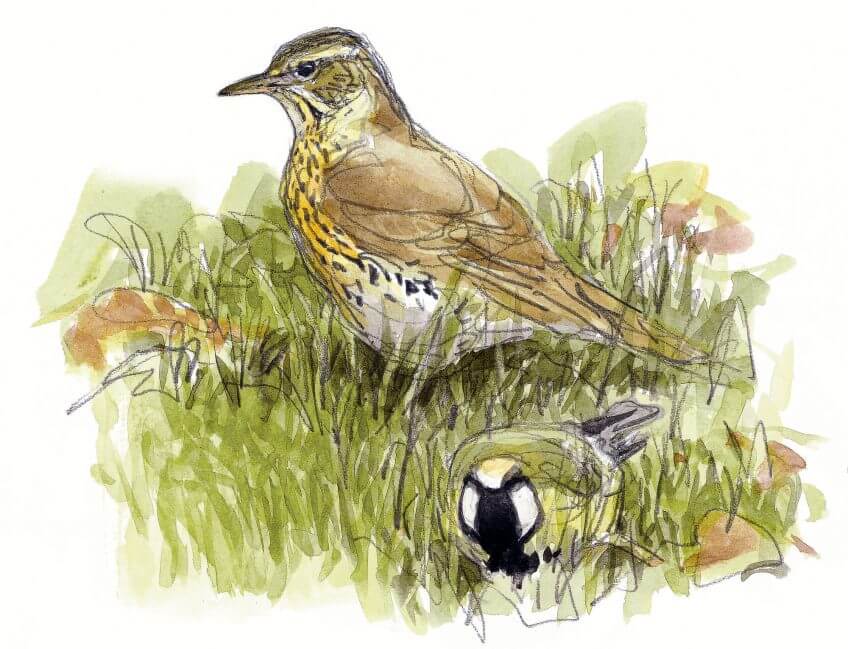 « Il fait froid et gris. Près d’un bouquet d’arbres, cette charbonnière cherche de la nourriture dans l’herbe en compagnie d’une grive musicienne.
Plumage gonflé, nuque légèrement hérissée. » Quand la mésange reste l'hiver