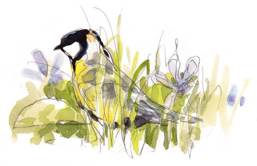 Mésange bleue ou charbonnière ?