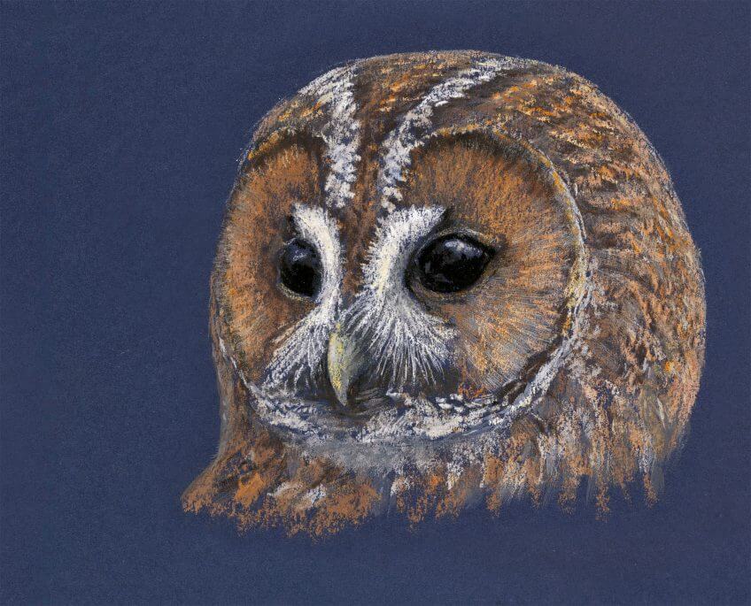 La chouette, bâtie pour la nuit