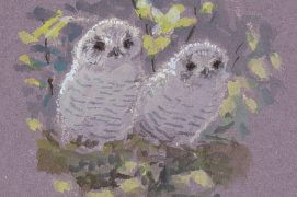 En été, les jeunes hulottes sortent du nid. / © Jean Chevallier