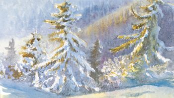 Epicéas recouverts de neige semblent dorés sous le soleil.