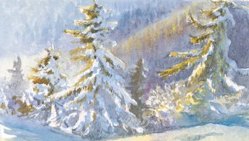 Epicéas sous une bonne couche de neige Epicéas sous une bonne couche de neige