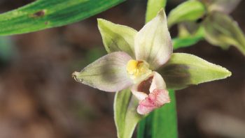 Epipactis helléborine