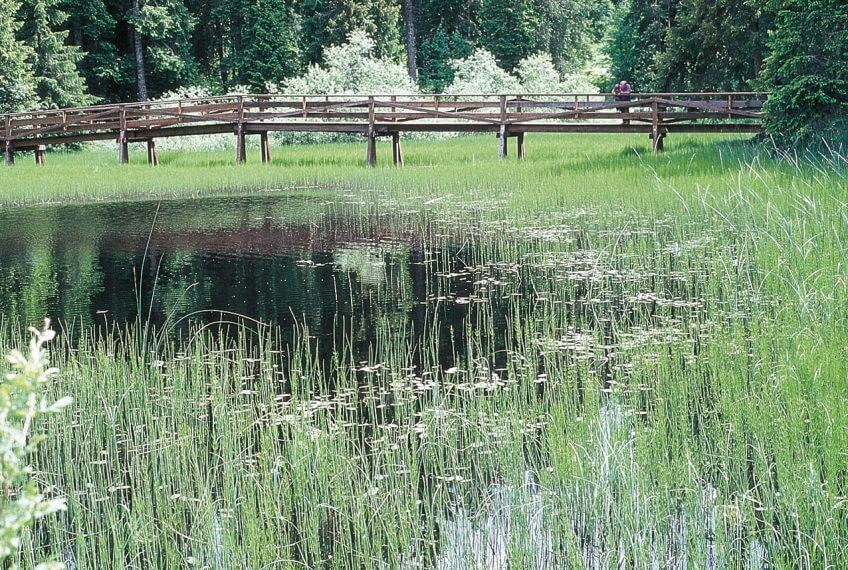 Etang de la Gruère à Saignelégier dans les Franches-Montagnes (Jura suisse) Balade à Saignelégier, au pays des étangs noirs
