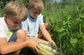Cueillez une grosse courgette. Coupez-la en deux.