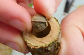 Introduisez une boule de tilleul.
