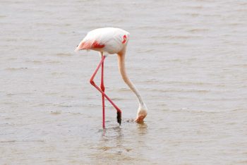 Flamant rose