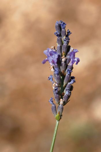 La lavande, plante vagabonde