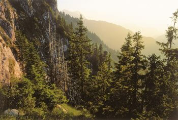 Forêt au pied des Gastlosen / © Michel Roggo