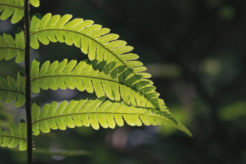 Respirez à plein nez les parfums de la nature