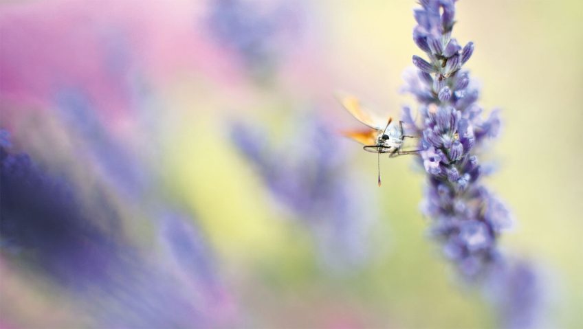 Respirez à plein nez les parfums de la nature