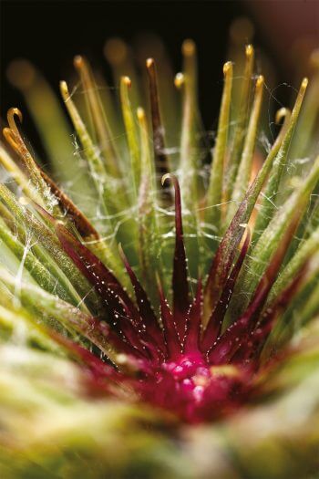 Des toisons à foison: les plantes ont des poils!