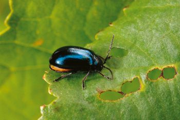 Galéruque Les végétaux, inventeurs du parfum