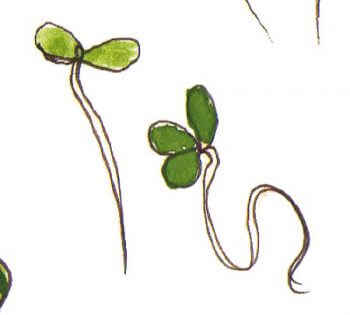 Graine germée Optez pour les graines germées !
