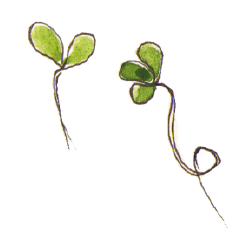 Graine germée Optez pour les graines germées !