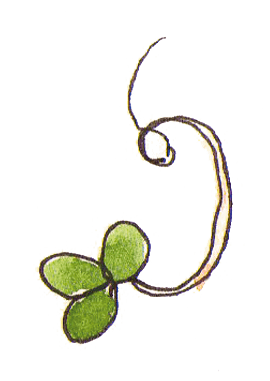Graine germée Optez pour les graines germées !