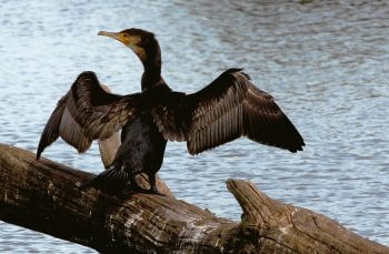 Grand cormoran