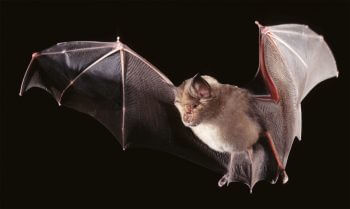 Grand rhinolophe Chauves-souris dérangées en hibernation