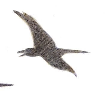 Grands corbeaux La fin des mammouths