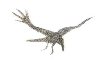 Grands corbeaux La fin des mammouths