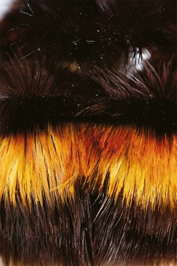 Des poils, même les vers en ont