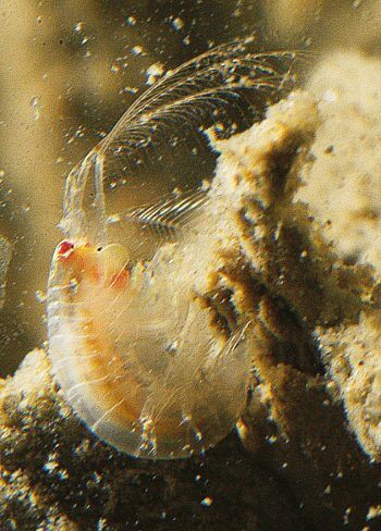 Haploops Haploops à la loupe