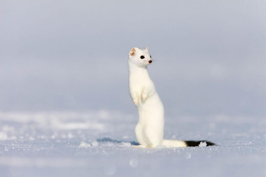 Hermine en fourrure d'hiver Les pelisses des mammifères
