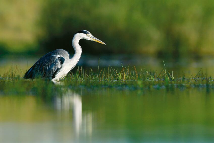 Bergeronnette, cincle et autres oiseaux de rivière