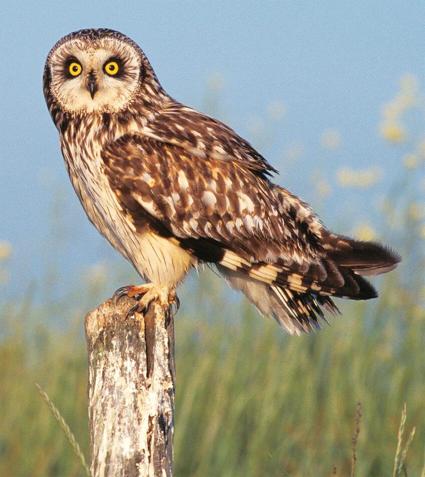 Hibou voyageur ou casanier ?