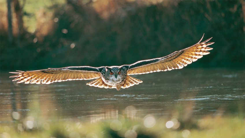 Hibou voyageur ou casanier ?
