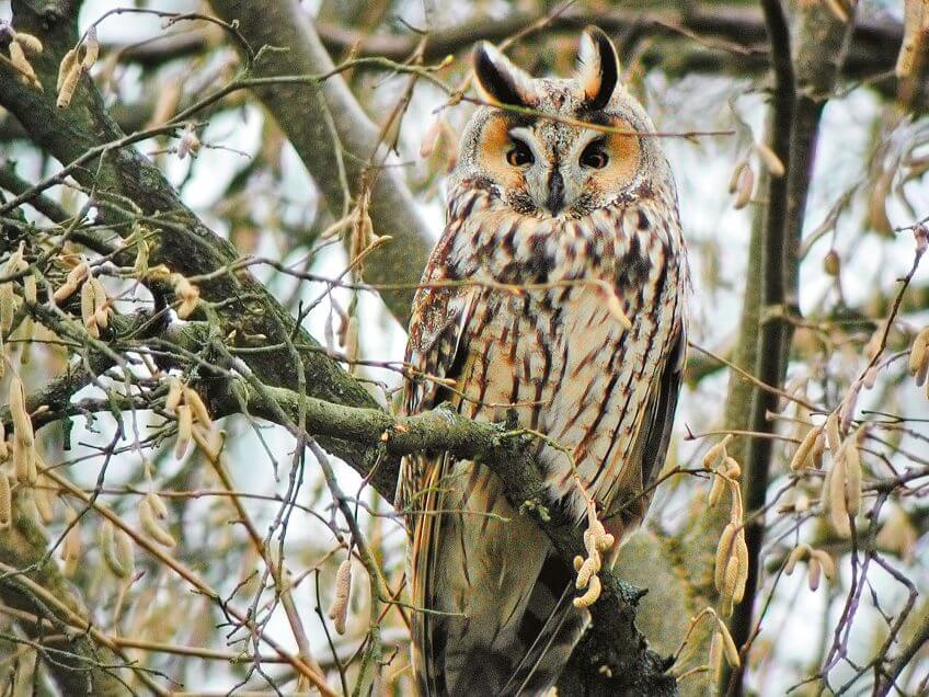 Hibou voyageur ou casanier ?