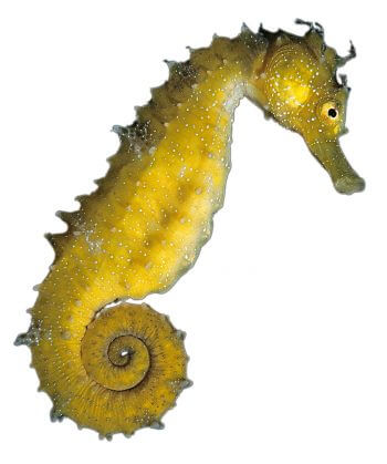 Hippocampe Balade autour de l'étang de Thau