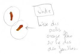 Indice: les psylles laissent des crottes orange fuo à rouge au dos des feuilles. Ces couleurs sont données par les pigments automnaux. / © Laurent Willenegger