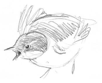 Bergeronnette, cincle et autres oiseaux de rivière