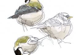 Jeune mésange charbonnière / © Denis Clavreul