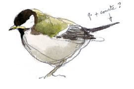 Jeune mésange charbonnière / © Denis Clavreul