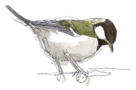 Jeune mésange charbonnière / © Denis Clavreul