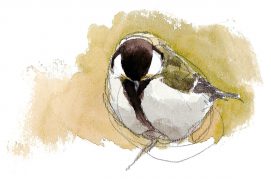 Jeune mésange charbonnière / © Denis Clavreul